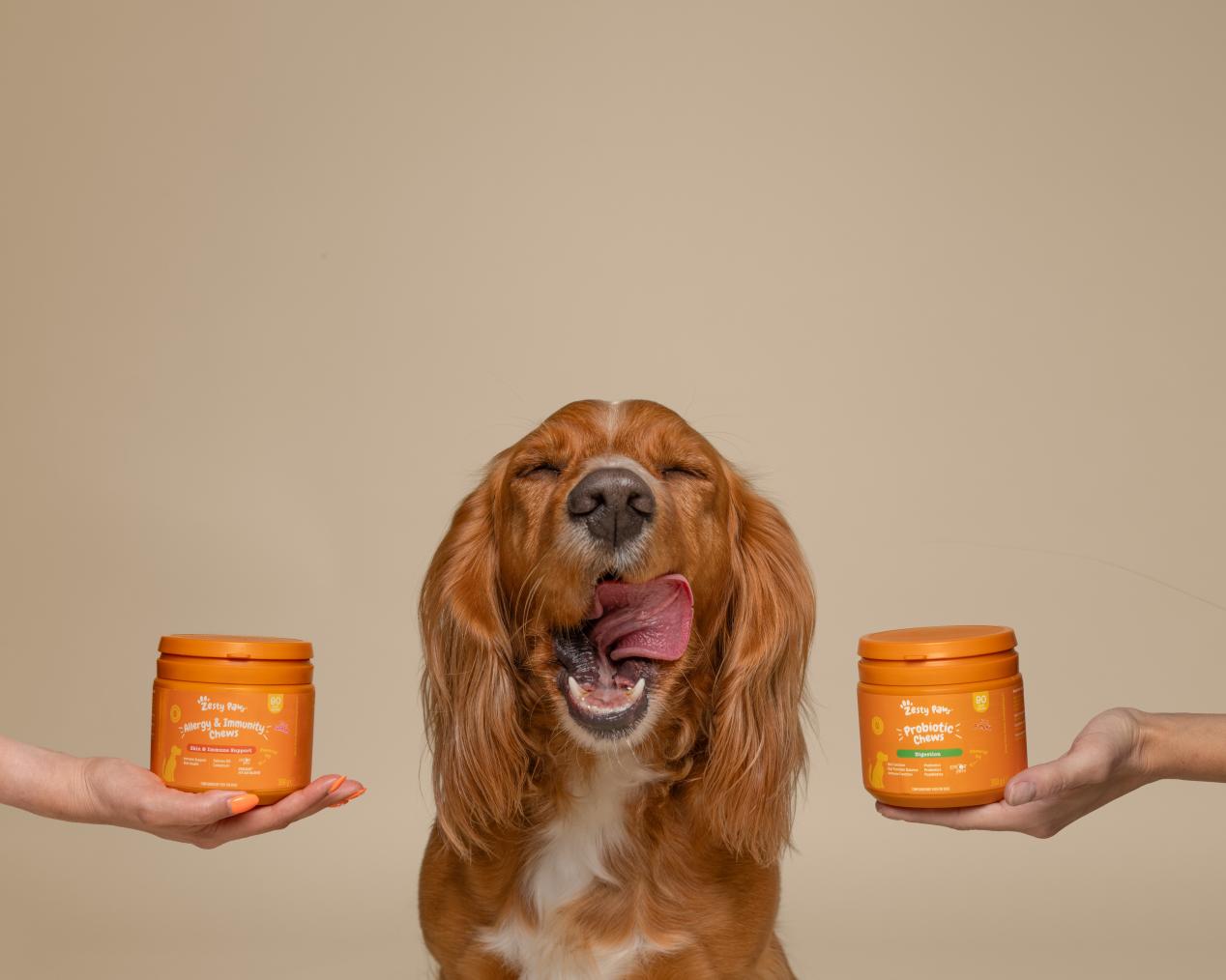 Amie Barron Dog Photography London Zesty Paws Additional High Res 10